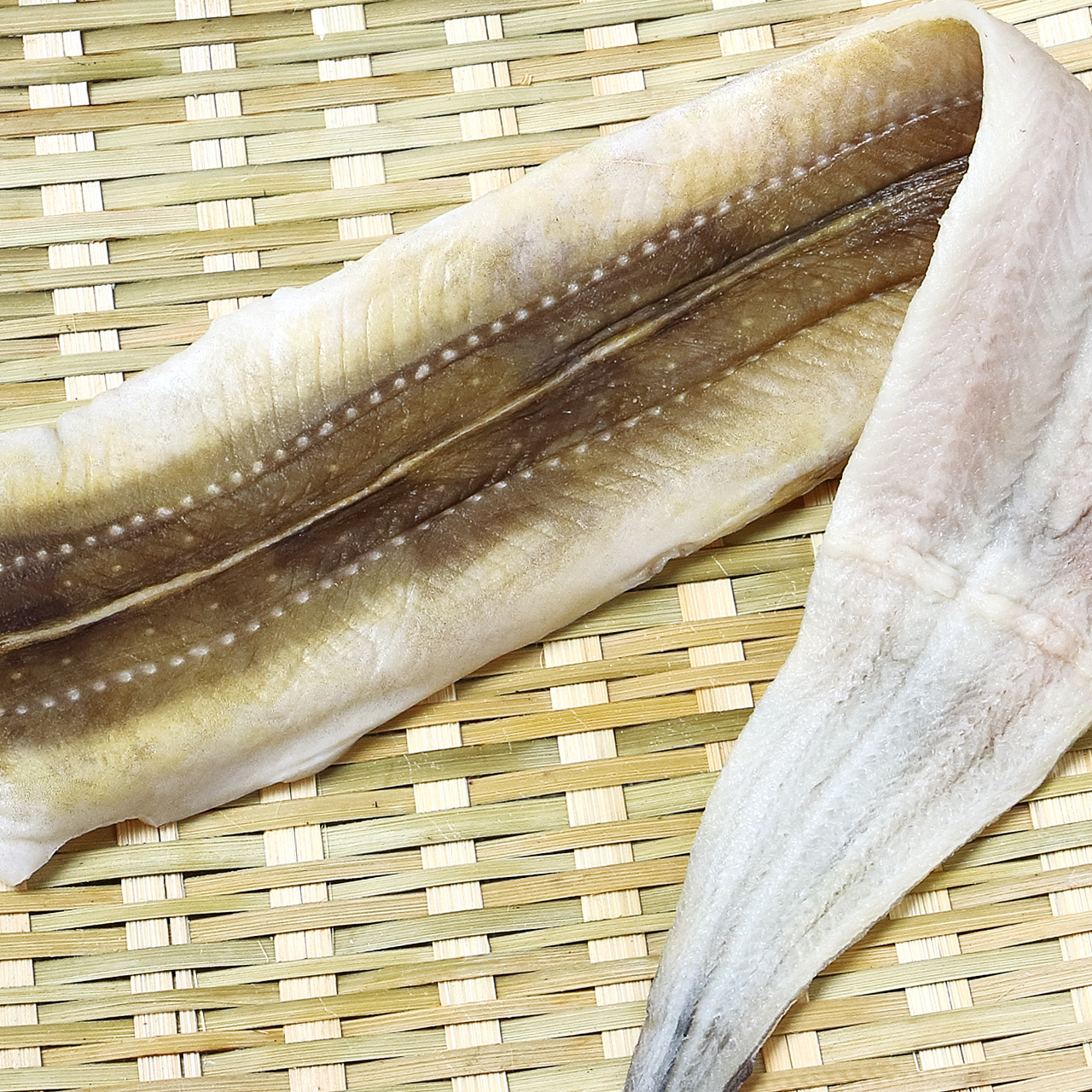Conger Eel