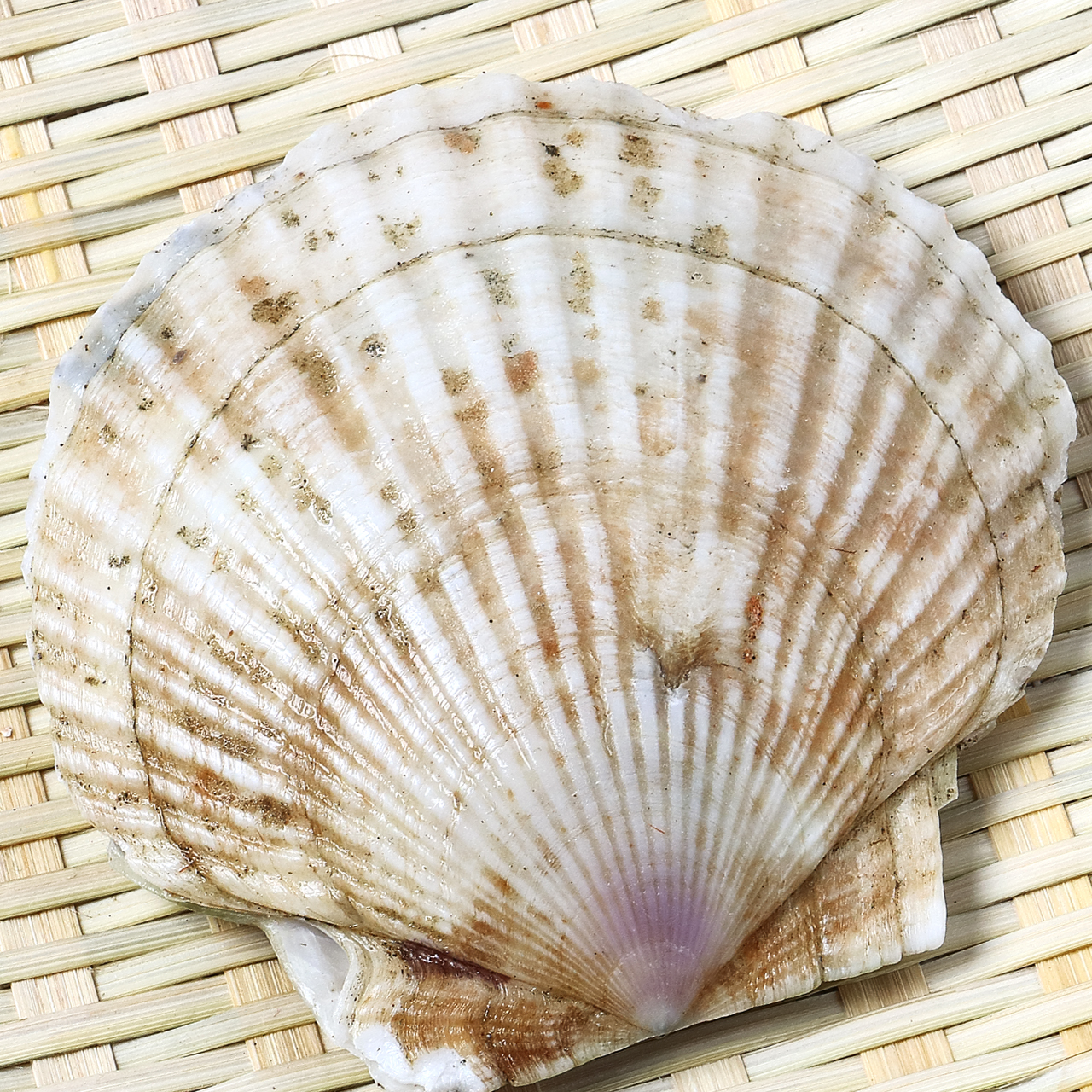 Scallop
