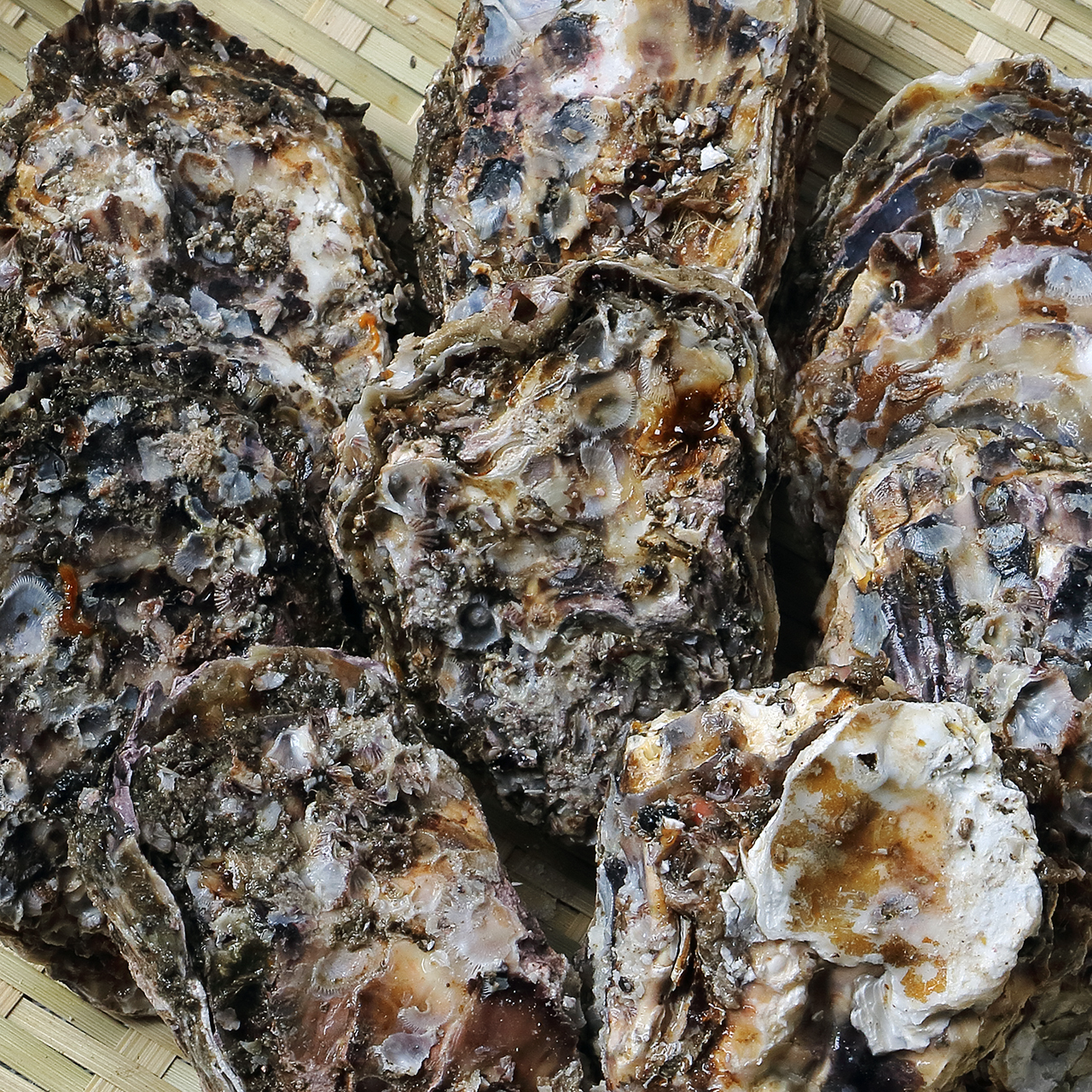 Whole Shelled Oyster
