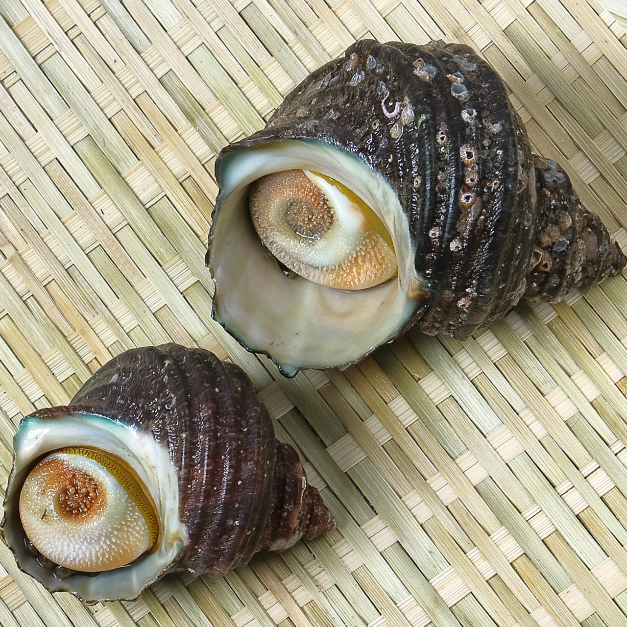 Horned Turban